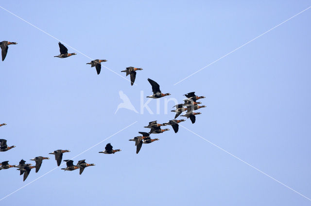 Red-breasted Goose (Branta ruficollis)