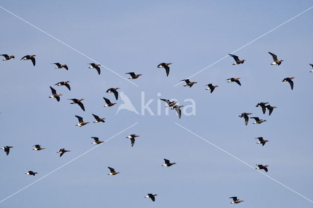Red-breasted Goose (Branta ruficollis)