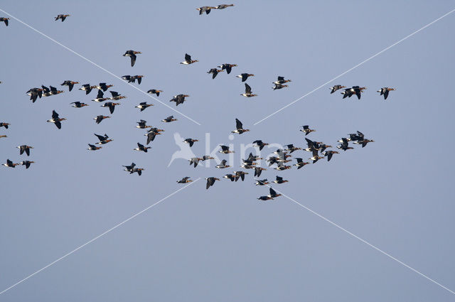 Roodhalsgans (Branta ruficollis)