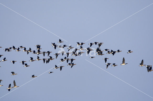 Red-breasted Goose (Branta ruficollis)