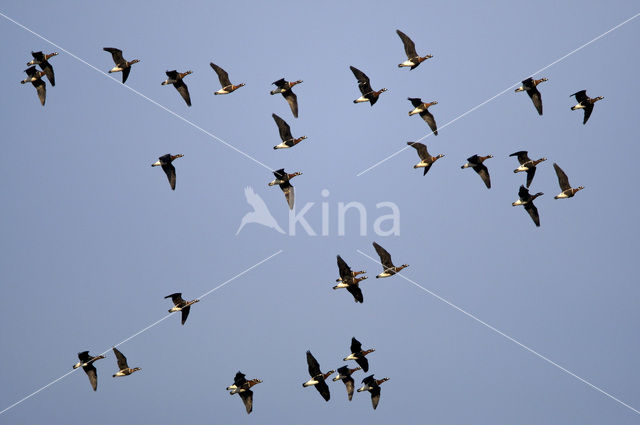Red-breasted Goose (Branta ruficollis)