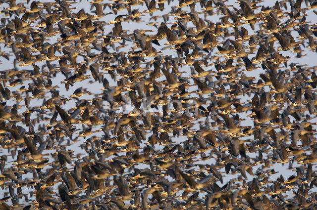 Roodhalsgans (Branta ruficollis)