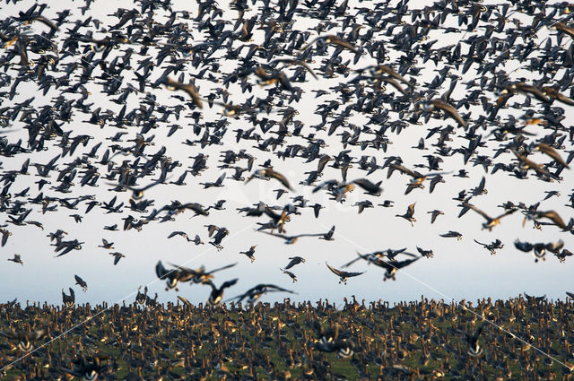 Roodhalsgans (Branta ruficollis)