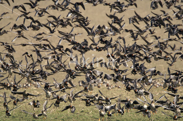 Roodhalsgans (Branta ruficollis)