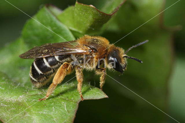 Roodpotige groefbij (Halictus rubicundus)