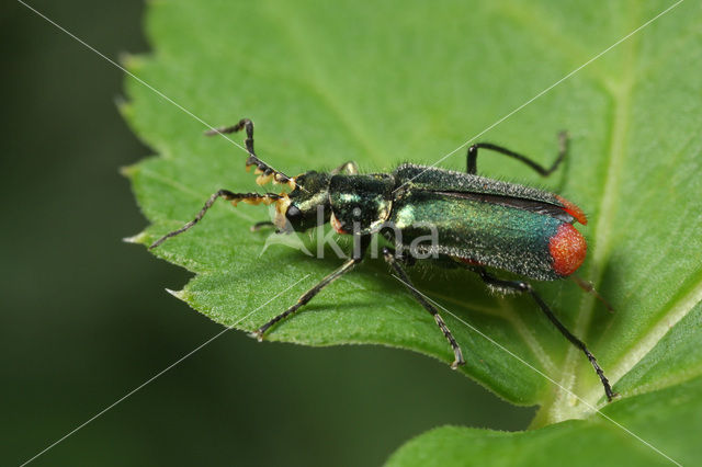 Malachite Beetle (Malachius bipustulatus)