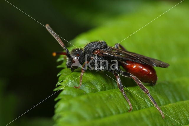 Roodzwarte dubbeltand (Nomada fabriciana)