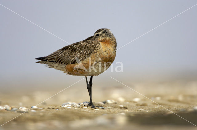 Rosse Grutto (Limosa lapponica)