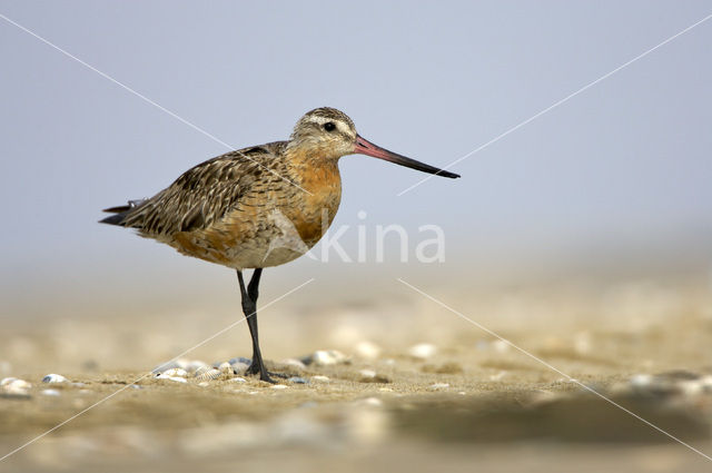 Bar-tailed Godwit (Limosa lapponica)