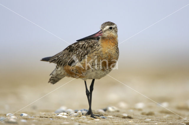 Rosse Grutto (Limosa lapponica)