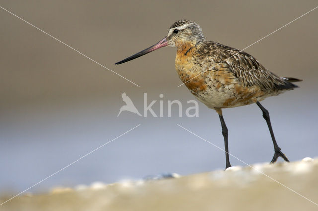 Bar-tailed Godwit (Limosa lapponica)
