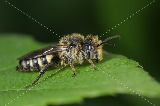 Coelioxys rufescens