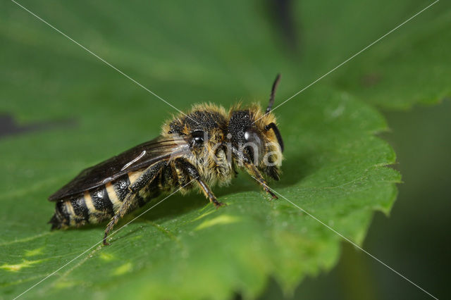 Rosse kegelbij (Coelioxys rufescens)