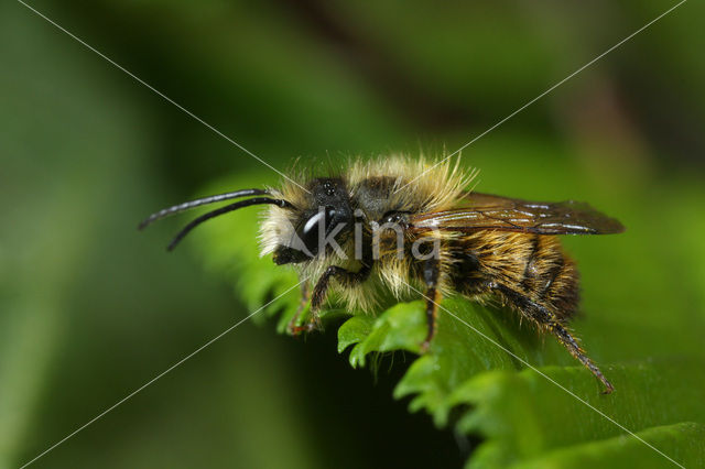 Osmia rufa