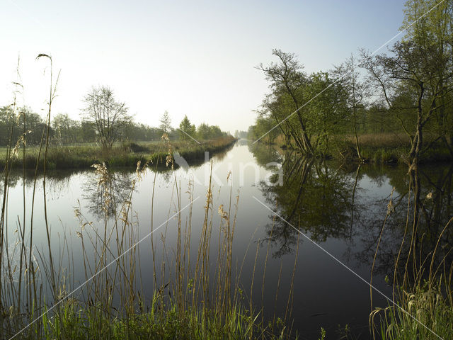 Rottige Meente