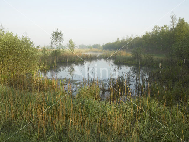 Rottige Meente