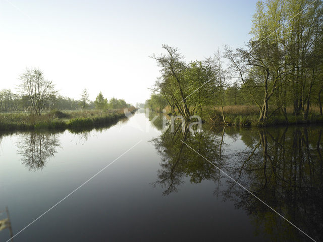 Rottige Meente