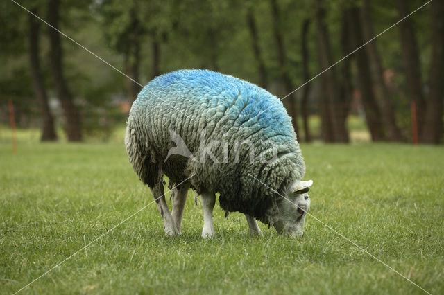 Sheep (Ovis domesticus)