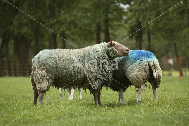 Sheep (Ovis domesticus)