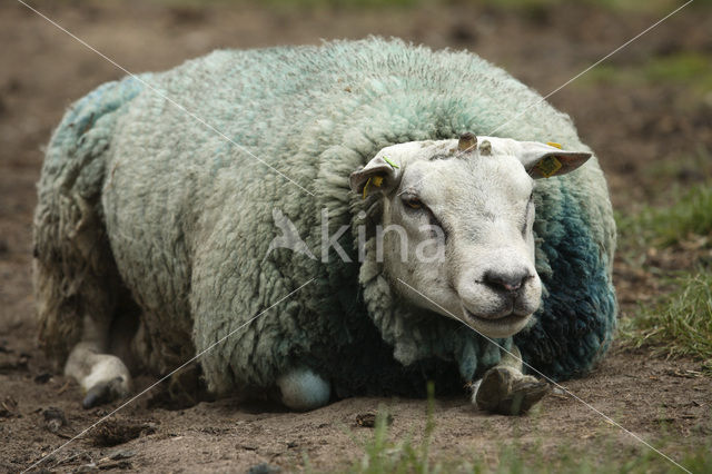 Schaap (Ovis domesticus)