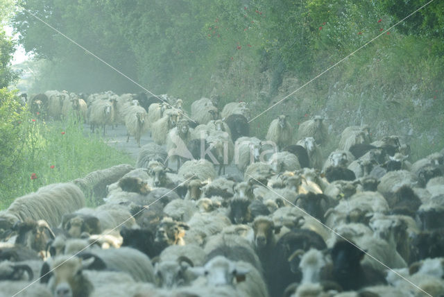 Schaap (Ovis domesticus)