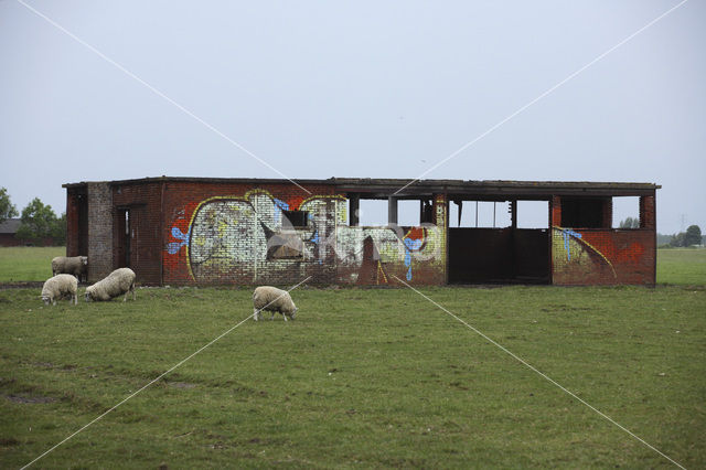 Sheep (Ovis domesticus)