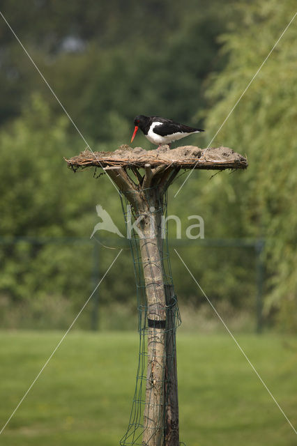 Oystercatcher (Haematopus ostralegus)