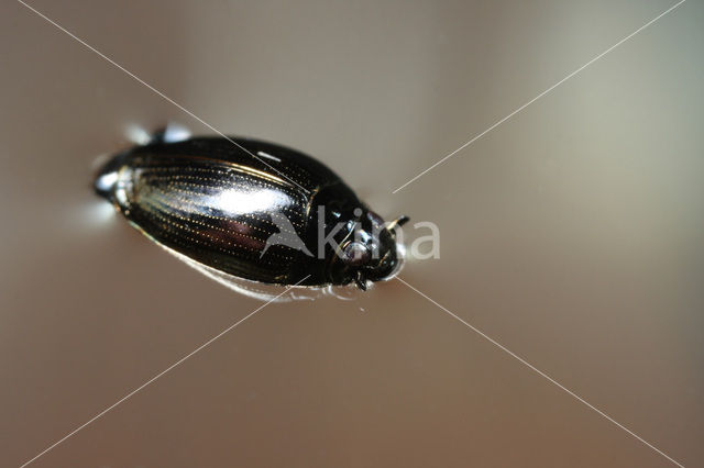 Whirligig beetle (Gyrinus substriatus)