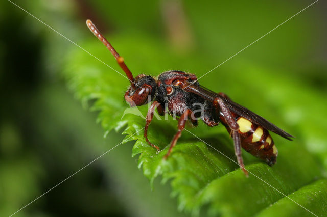 Wasp-bee (Nomada panzeri)