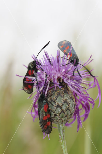 Six-spot Burnet (Zygaena filipendulae)