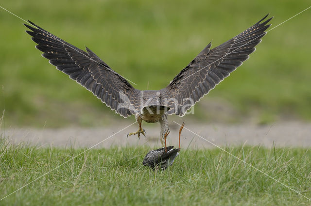 Slechtvalk (Falco peregrinus)