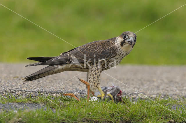 Slechtvalk (Falco peregrinus)