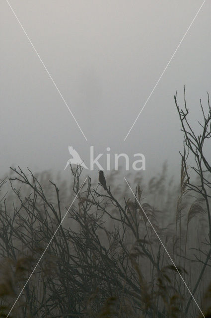 Savi’s Warbler (Locustella luscinioides)