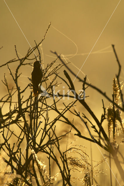 Savi’s Warbler (Locustella luscinioides)