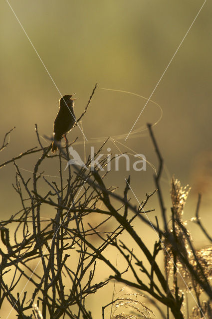 Savi’s Warbler (Locustella luscinioides)