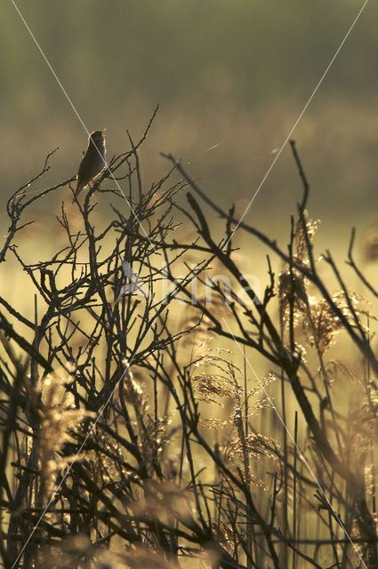 Savi’s Warbler (Locustella luscinioides)