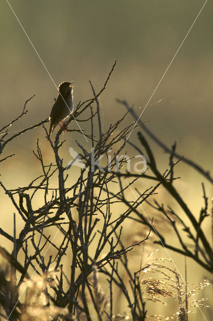 Savi’s Warbler (Locustella luscinioides)