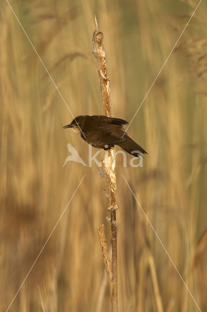 Savi’s Warbler (Locustella luscinioides)