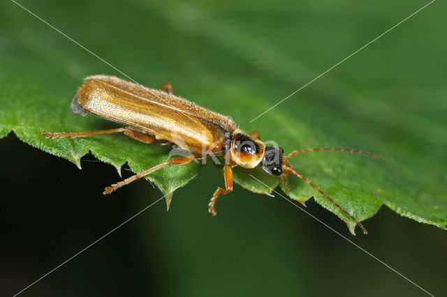 soldier beetle (Cantharis decipiens)
