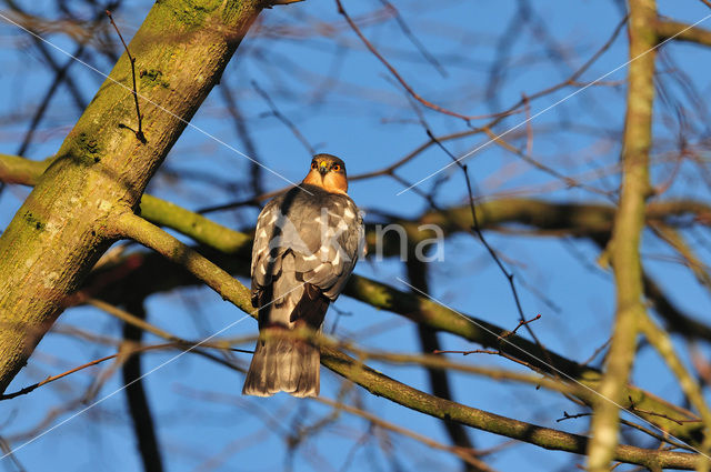 Sparrow Hawk (Accipiter nisus)