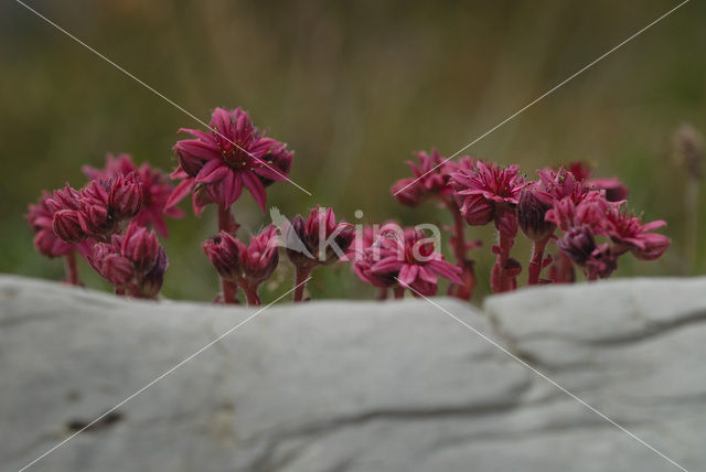 Cobweb houseleek (Sempervivum arachnoideum)