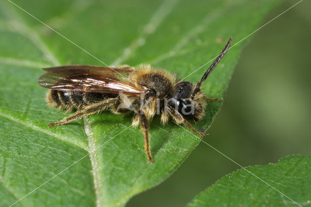 Andrena fulvida