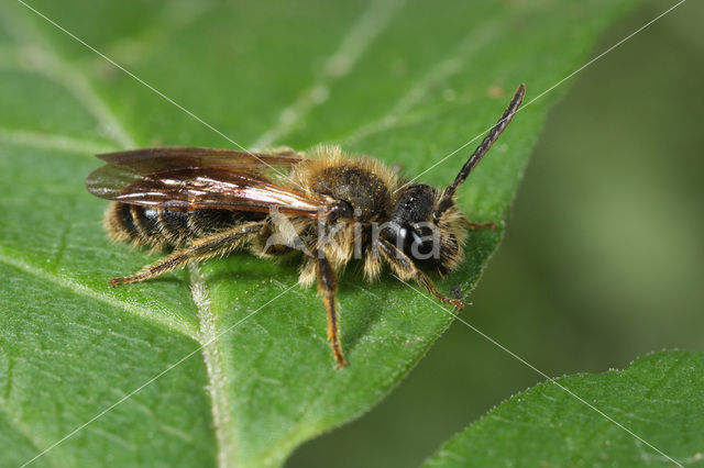 Sporkehoutzandbij (Andrena fulvida)