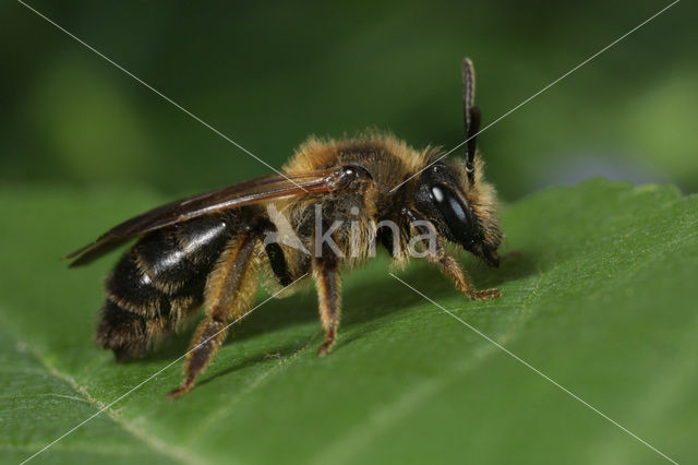 Sporkehoutzandbij (Andrena fulvida)