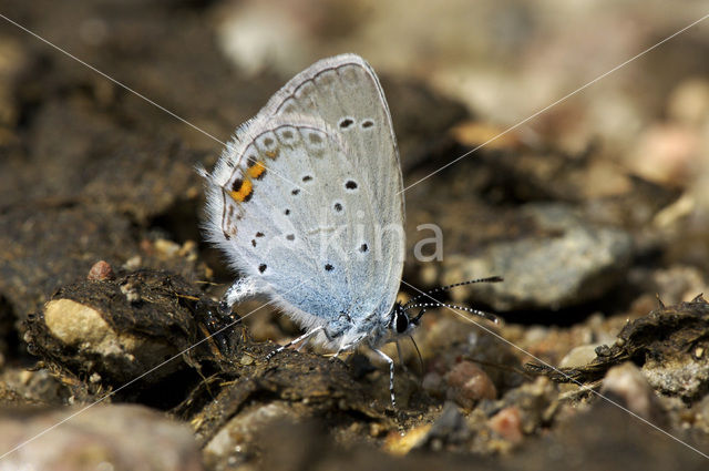 Short-tailed Blue (Cupido argiades)