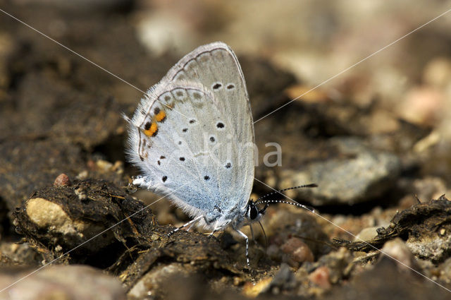 Short-tailed Blue (Cupido argiades)