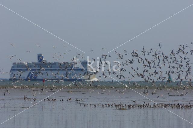 Shorebird