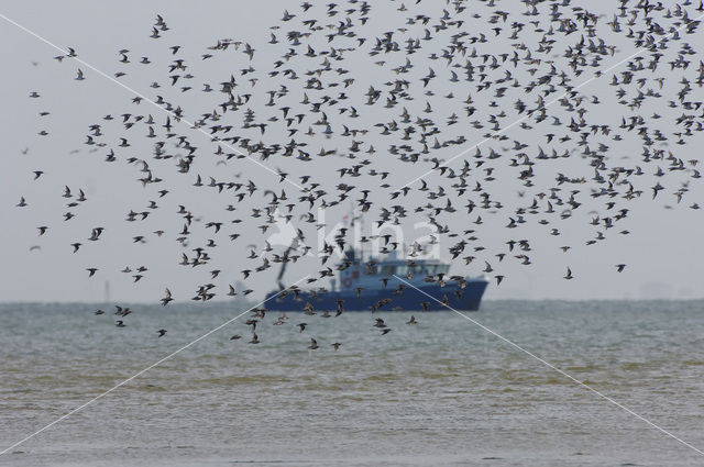 Shorebird