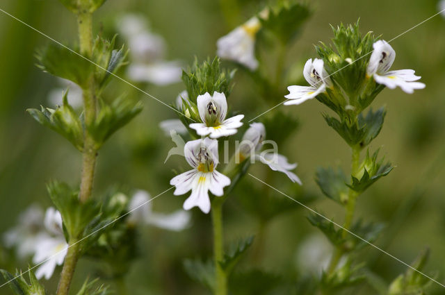 Stijve ogentroost (Euphrasia stricta)