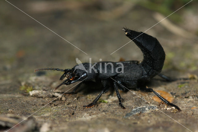 devil's coach-horse beetle (Ocypus olens)